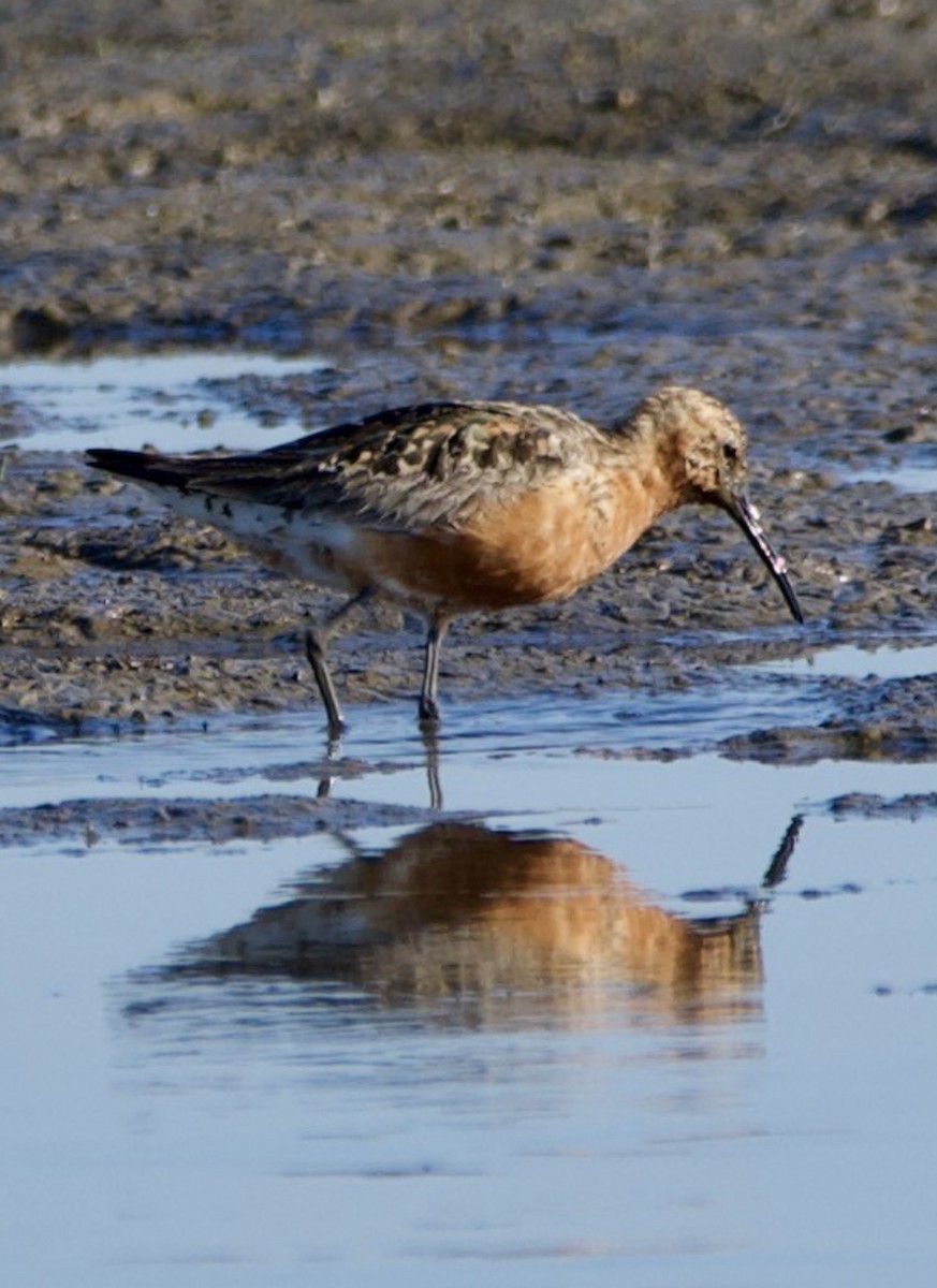 Curlew Sandpiper - ML363506401