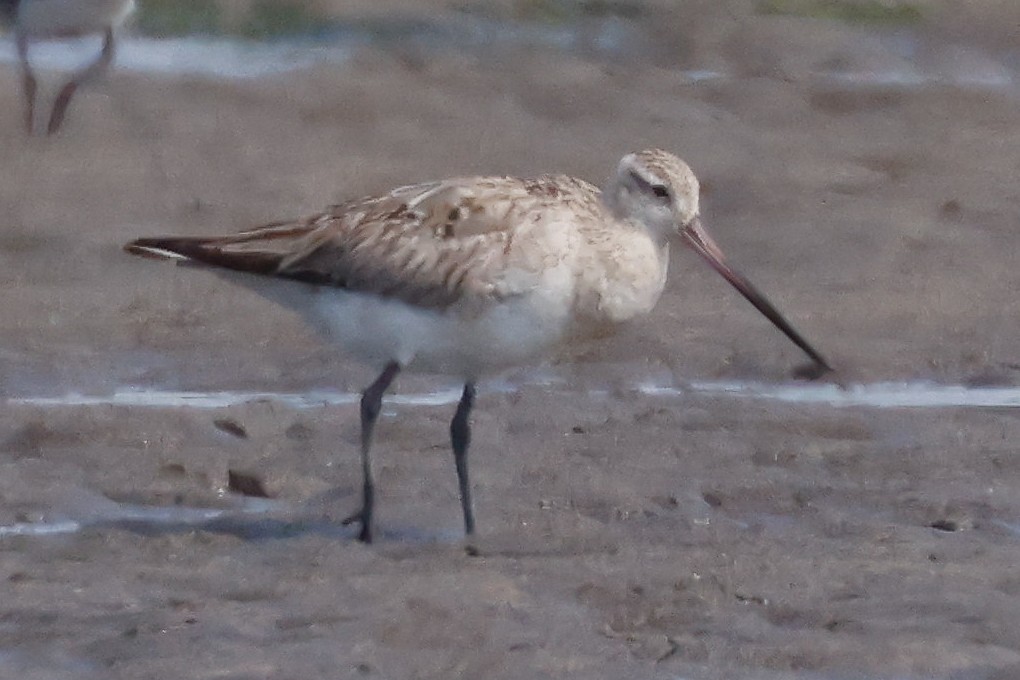 Bar-tailed Godwit - ML363506871