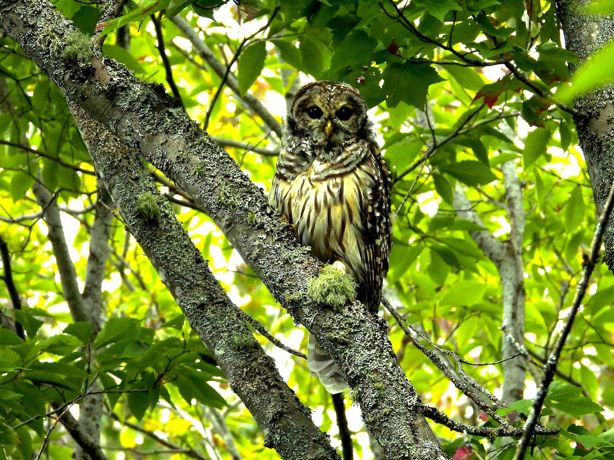 Barred Owl - ML363508411