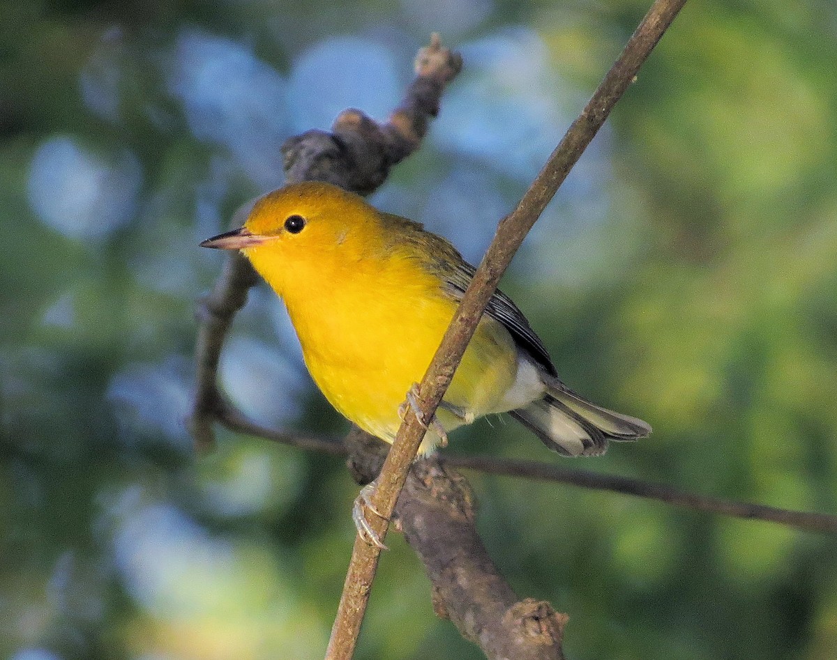 Prothonotary Warbler - ML363508841