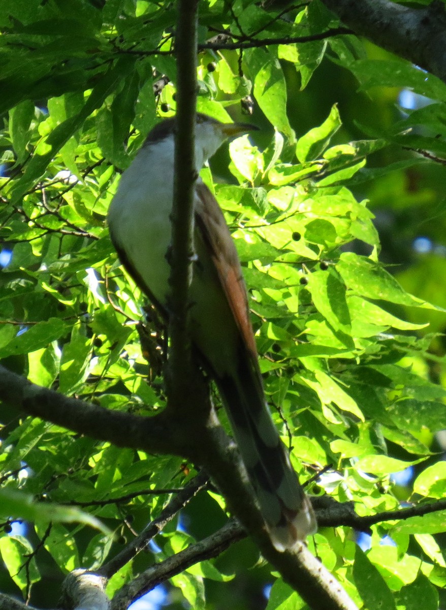 Yellow-billed Cuckoo - ML363509701