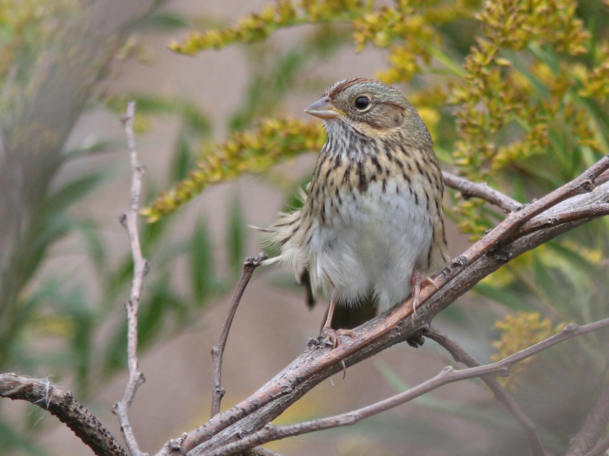 Lincoln's Sparrow - ML36351011