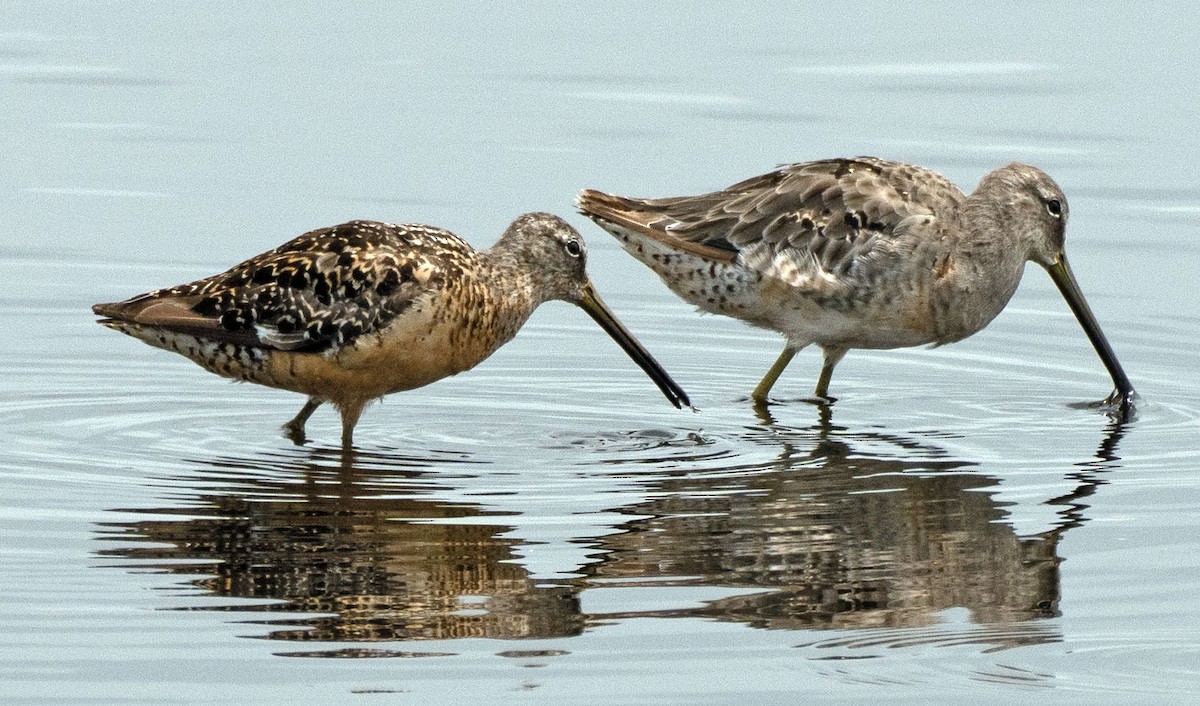 Long-billed Dowitcher - Scott Berglund