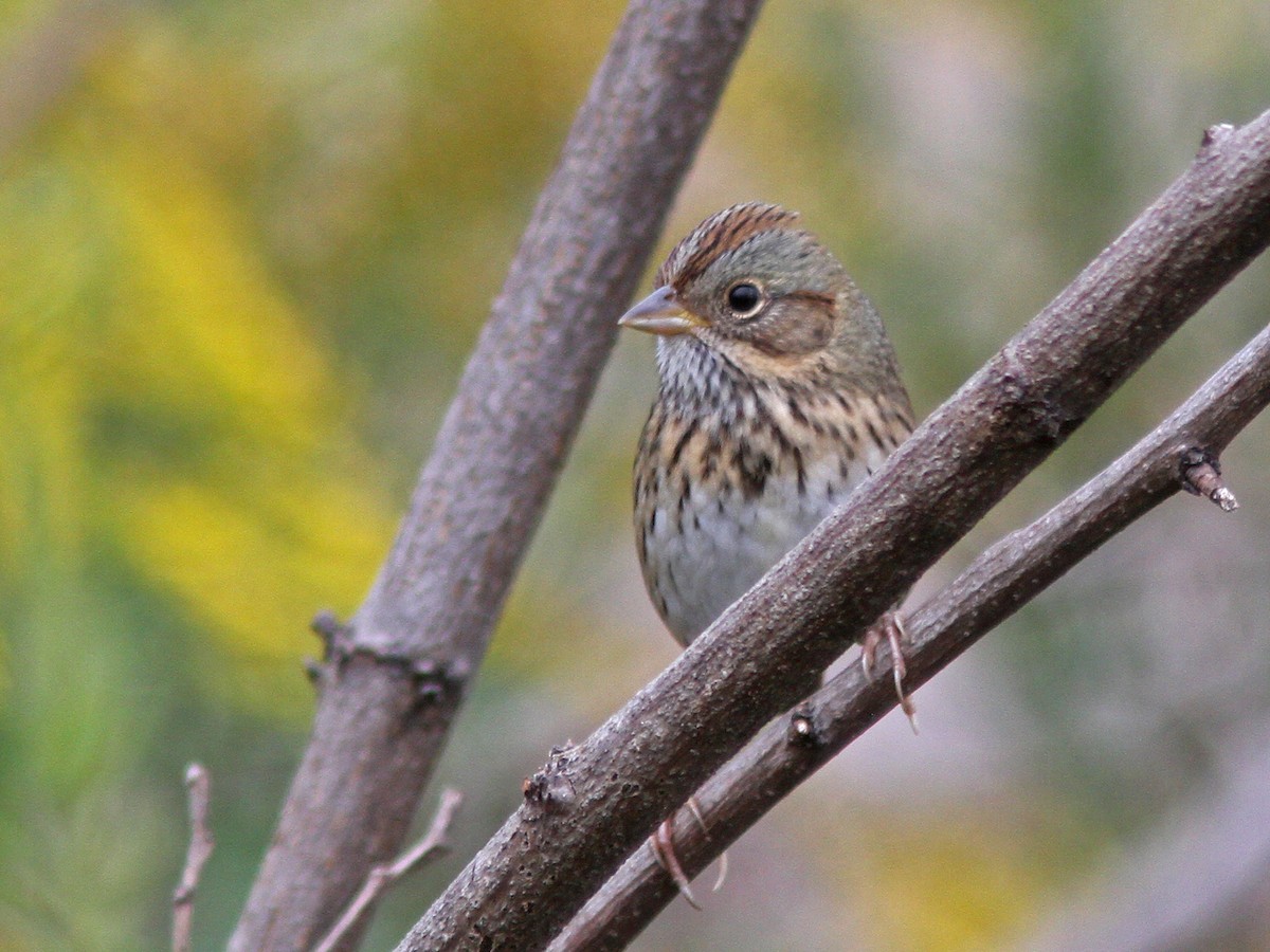 Lincoln's Sparrow - ML36351111