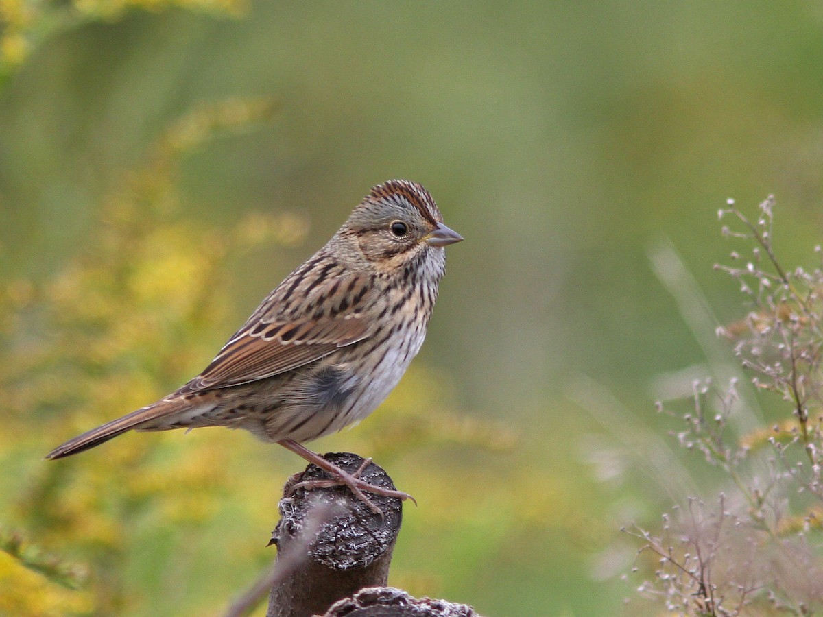 Lincoln's Sparrow - Larry Therrien