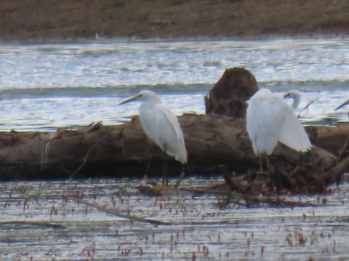 Snowy Egret - ML363511711