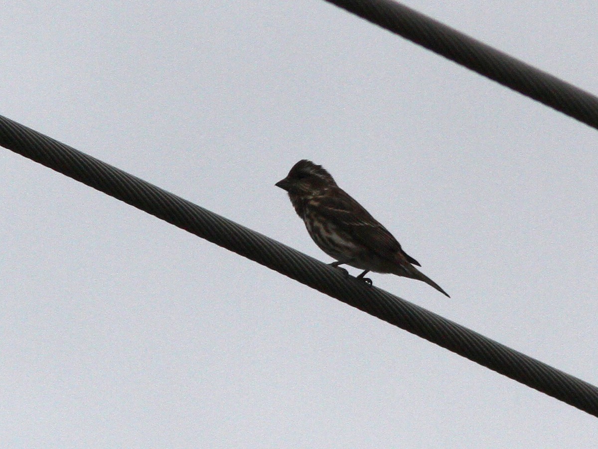 Purple Finch - ML36351211