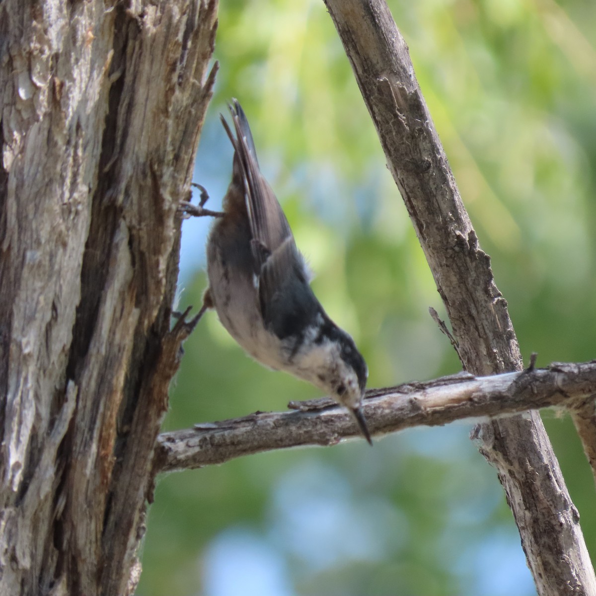 White-breasted Nuthatch (Interior West) - ML363512301