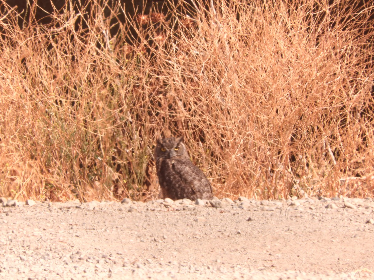 Great Horned Owl - Dale Swanberg