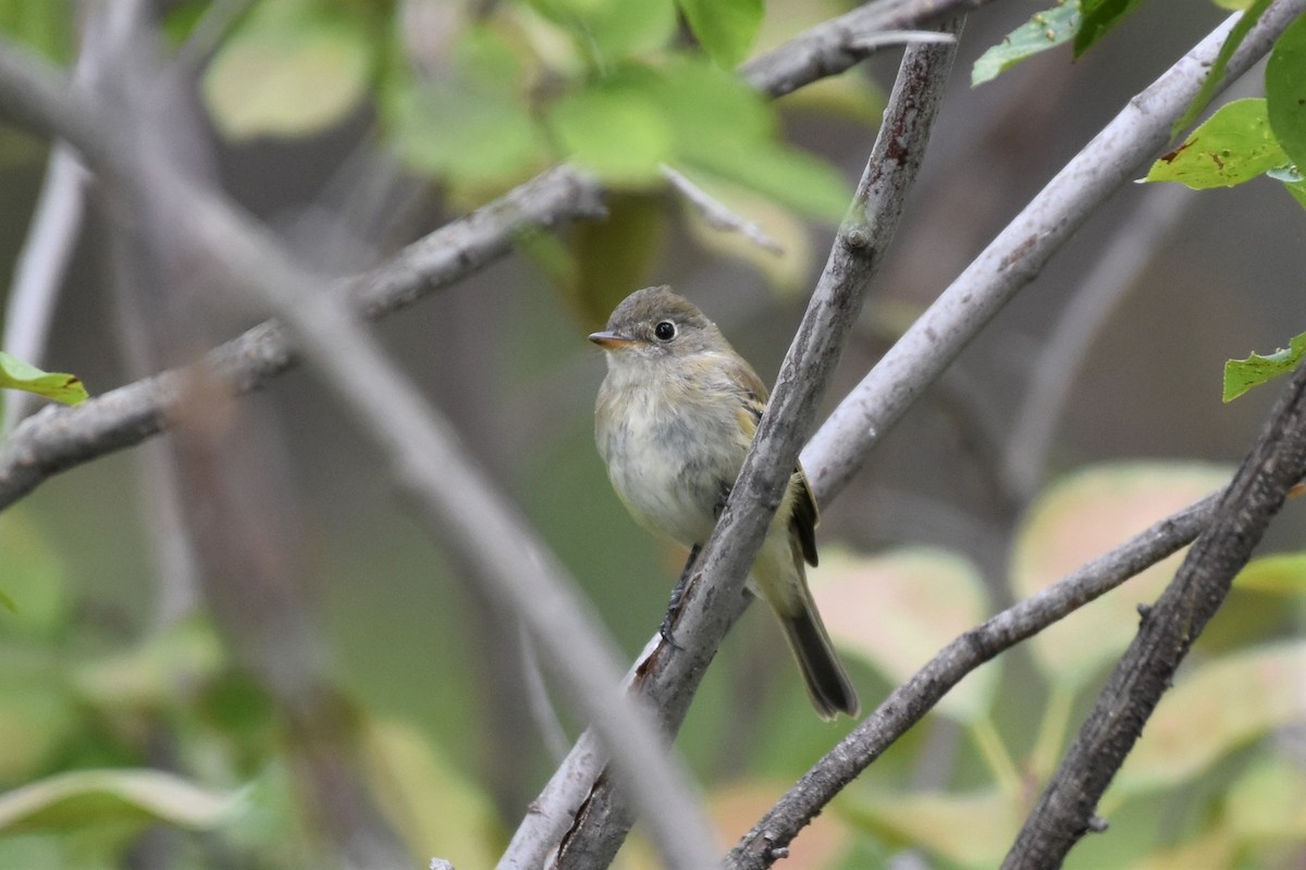 Least Flycatcher - ML363513401