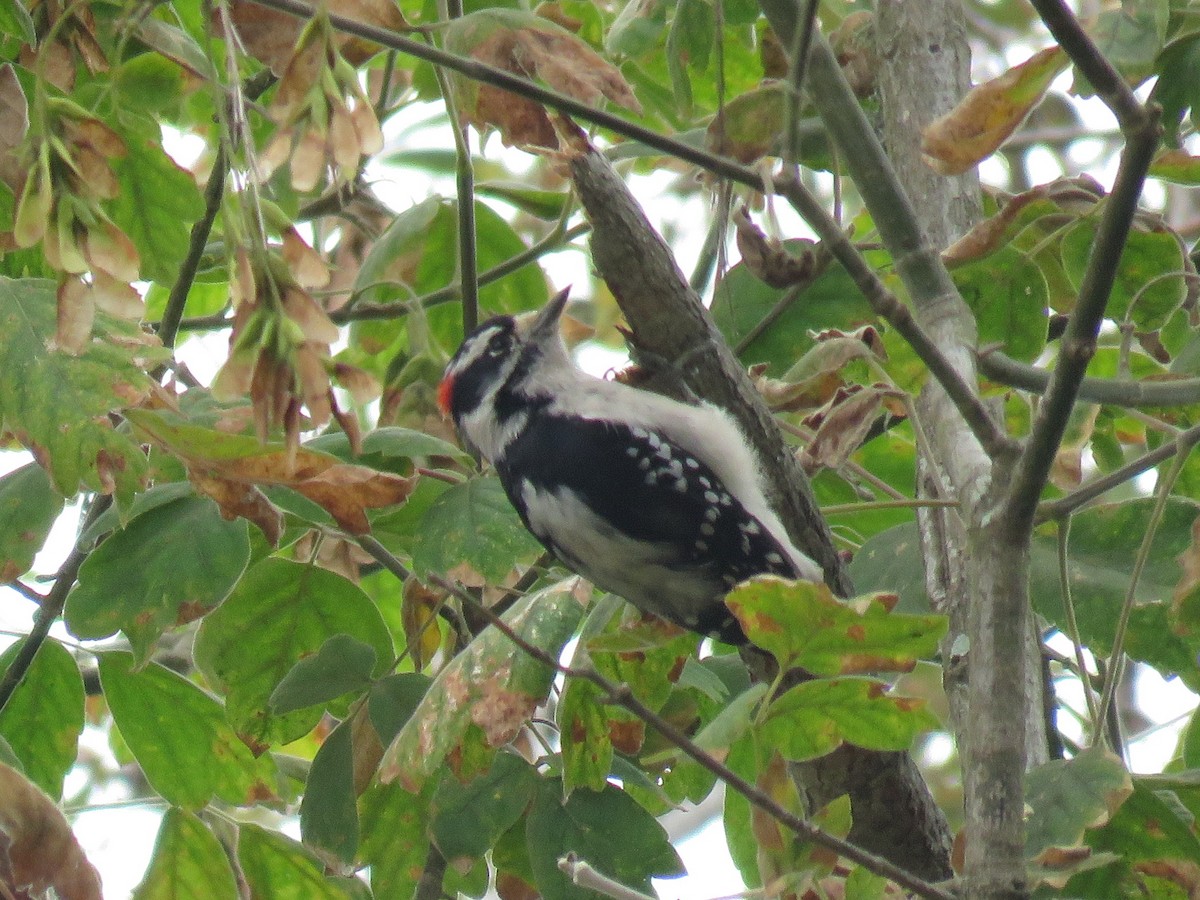 Downy Woodpecker - Norman Uyeda