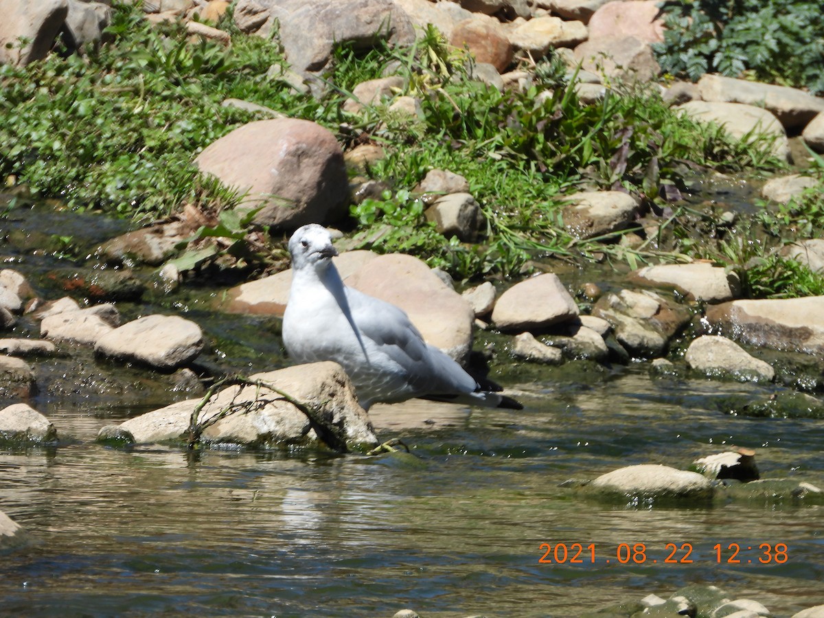 Andean Gull - ML363515411