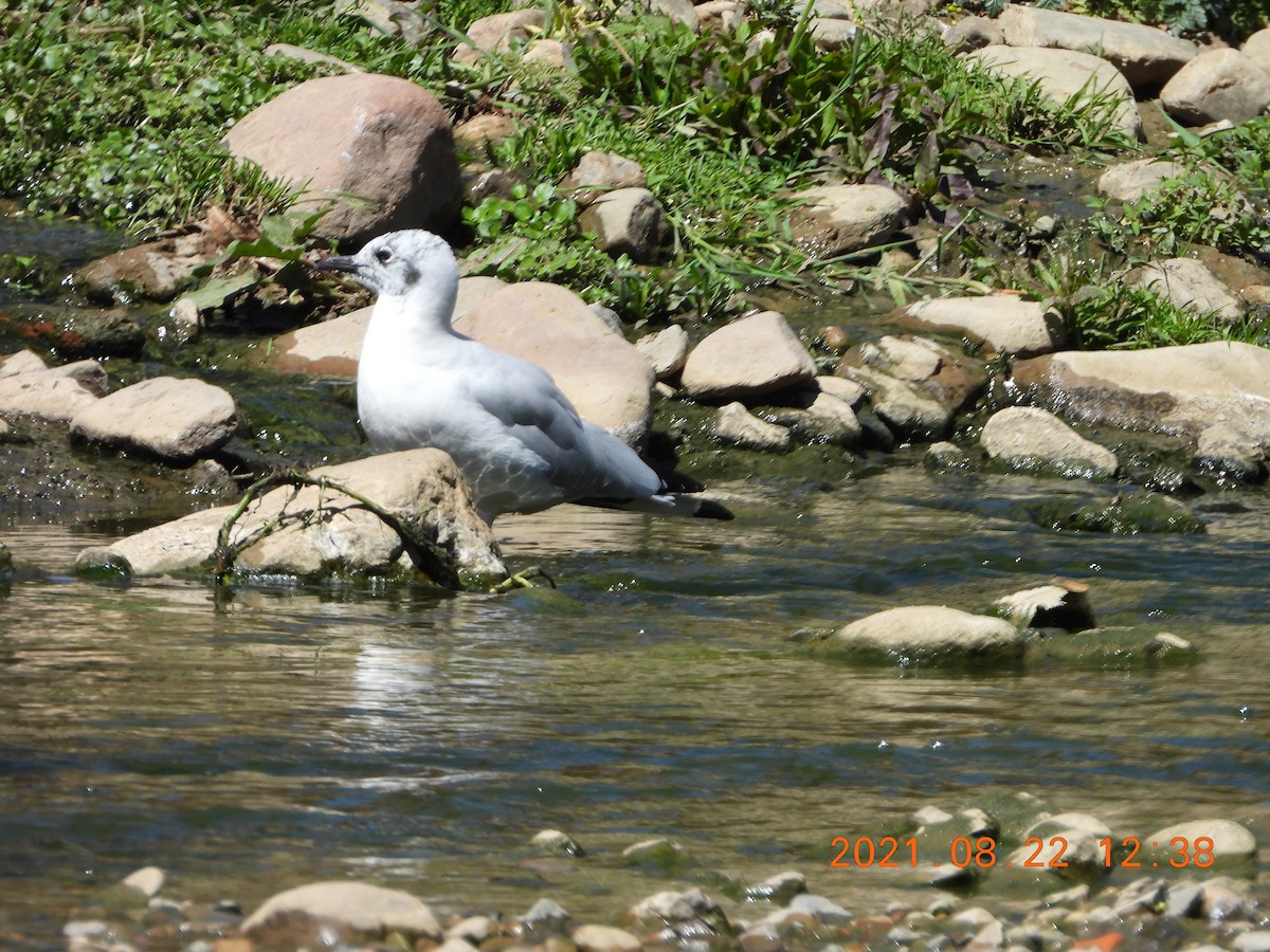 Andean Gull - ML363515431