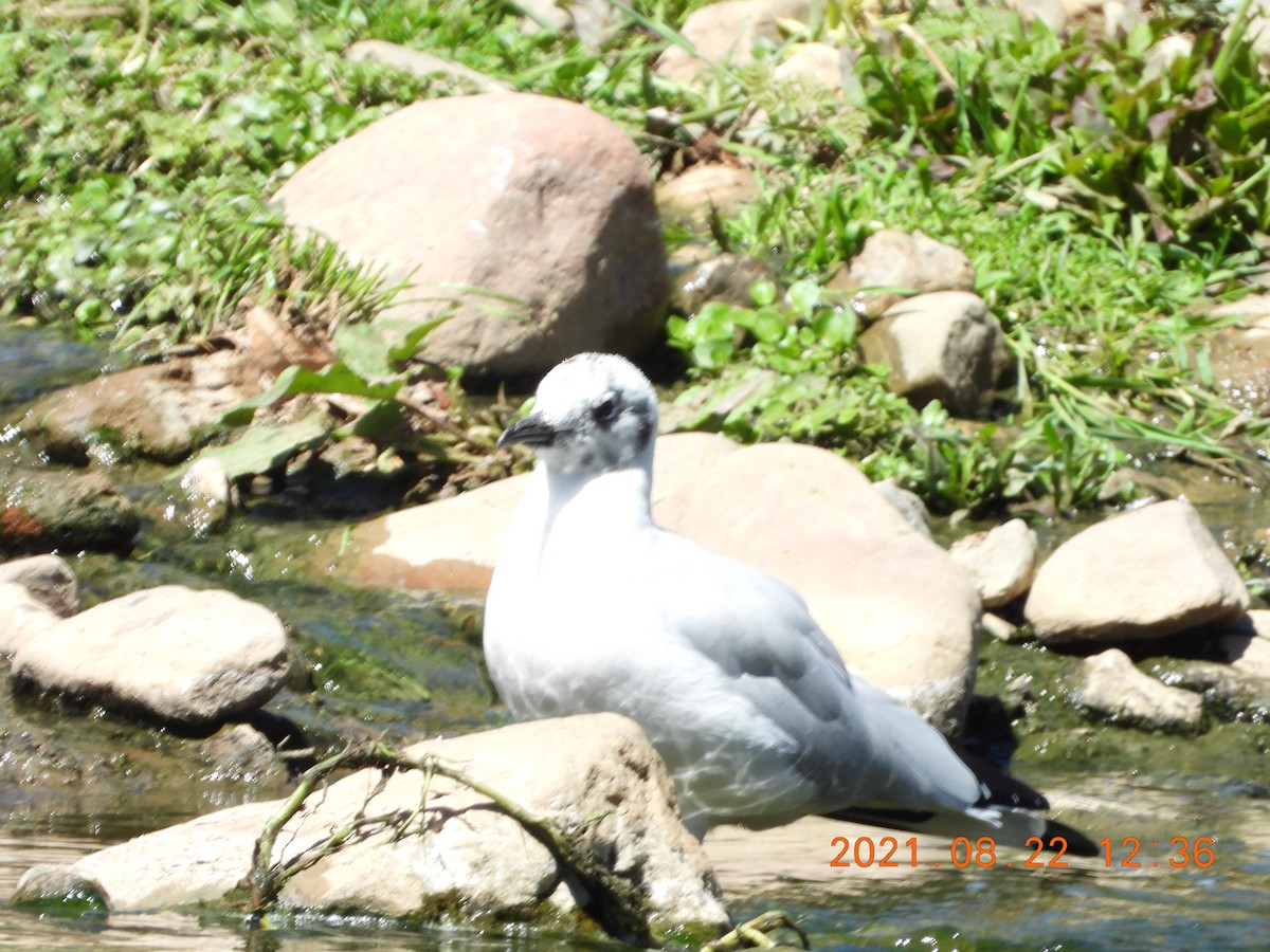 Andean Gull - ML363515481