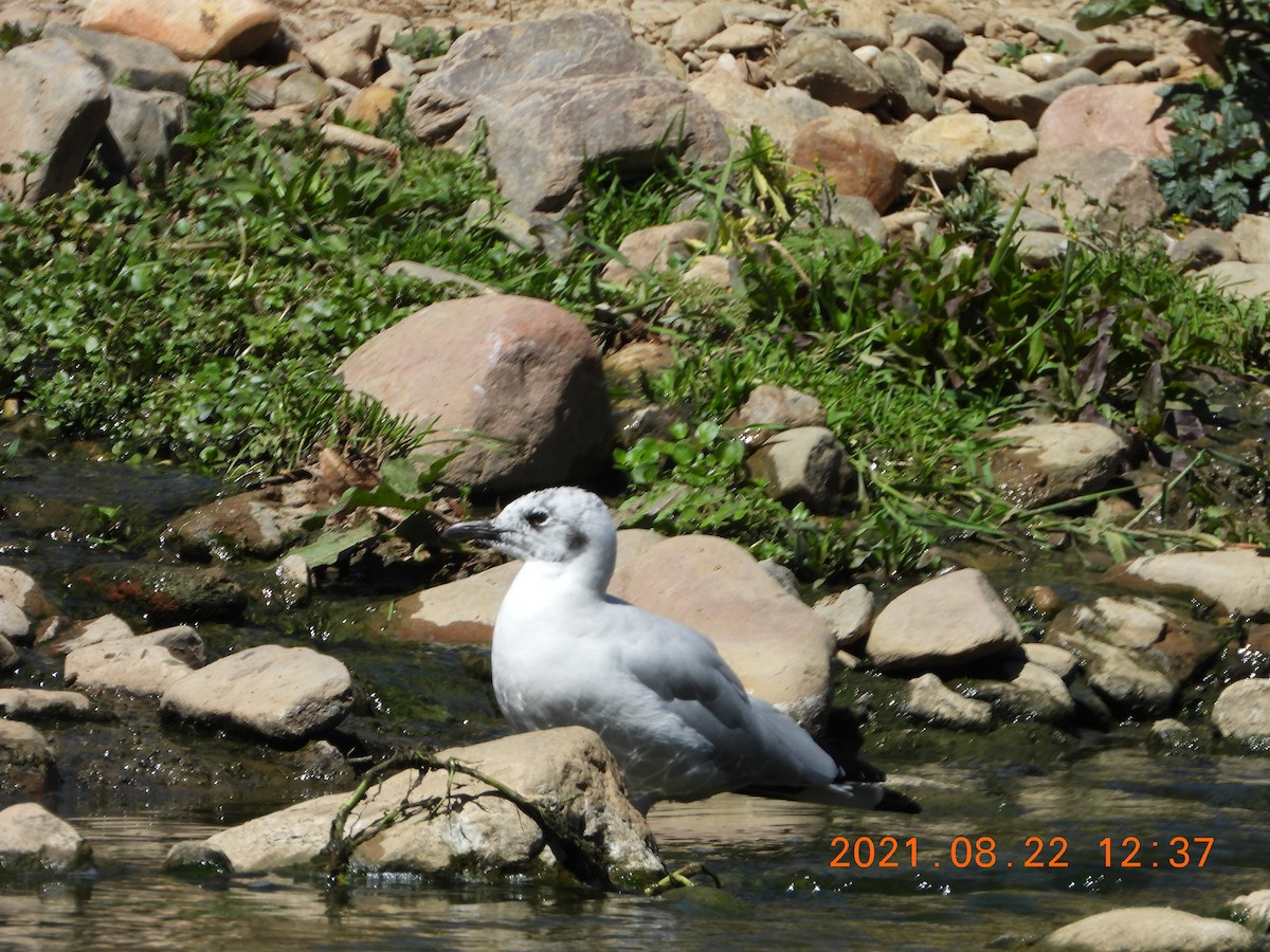 Andean Gull - ML363515501