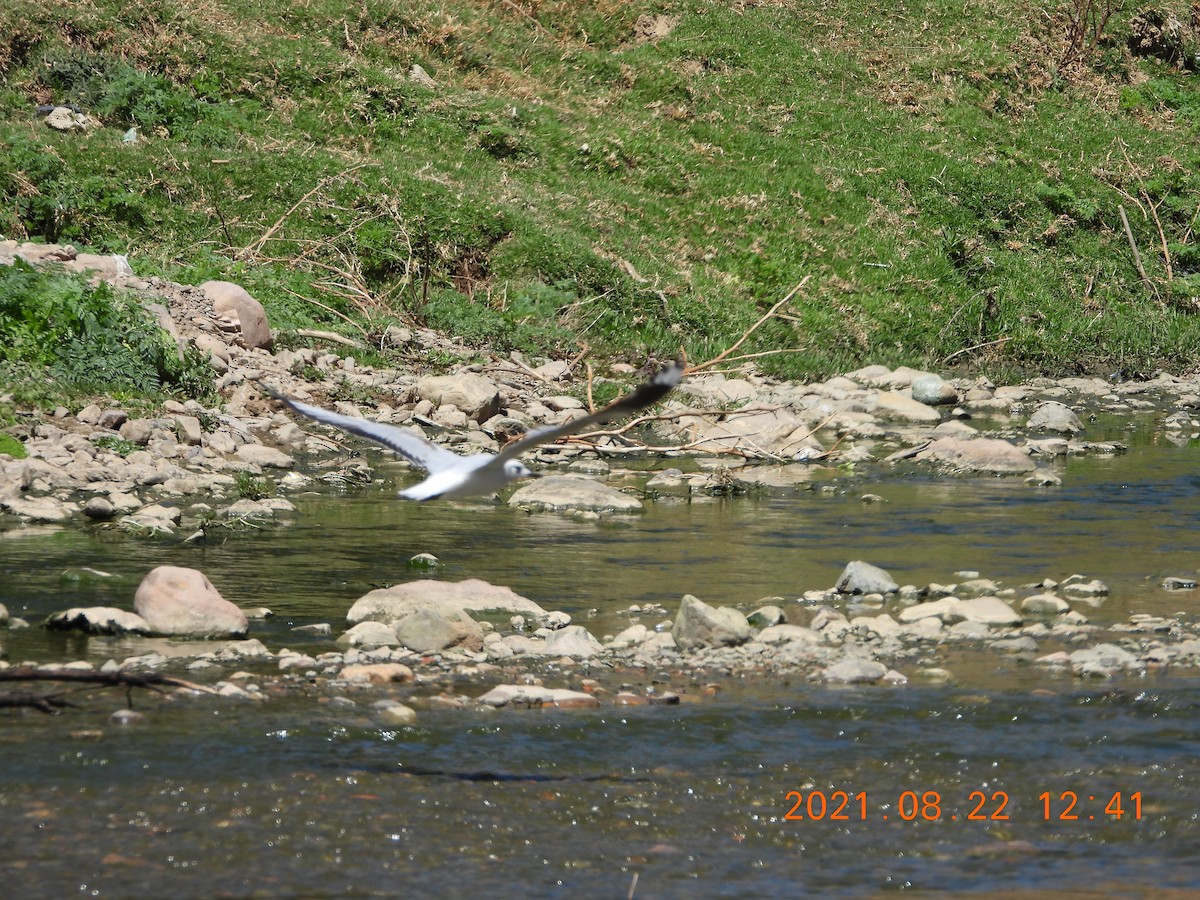 Andean Gull - ML363515511