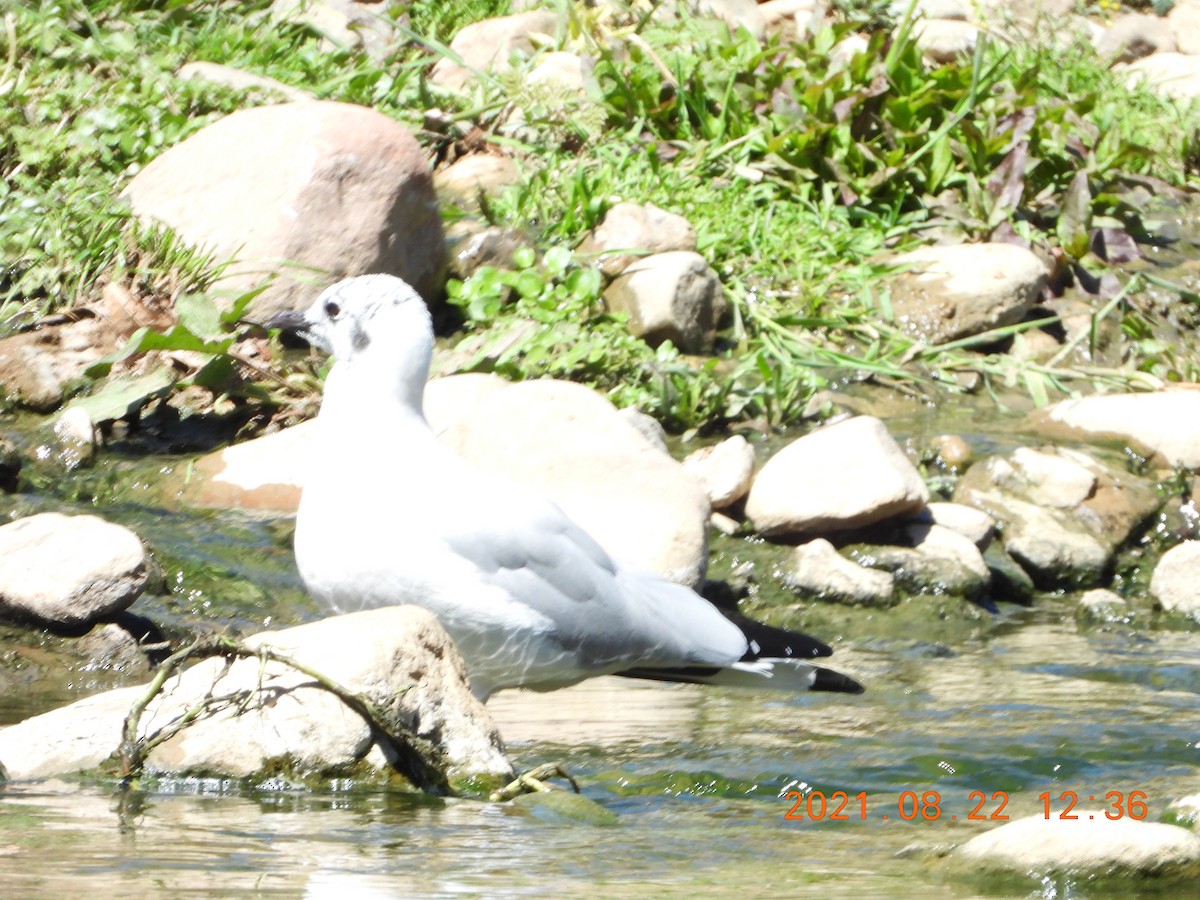 Andean Gull - Ramiro Daniel Bracamonte Jerez