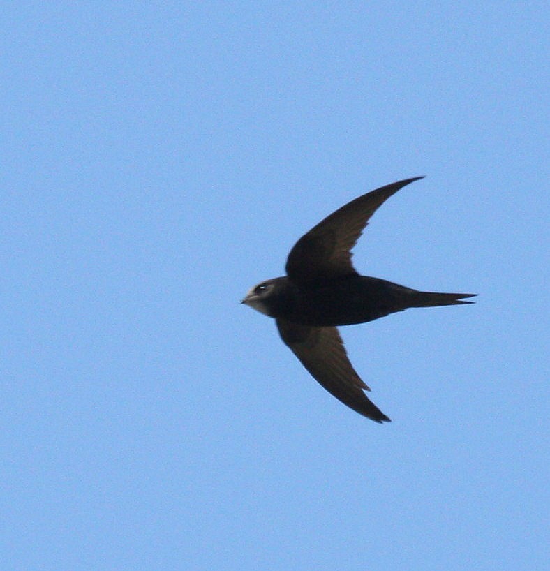 Common Swift - ML36351561