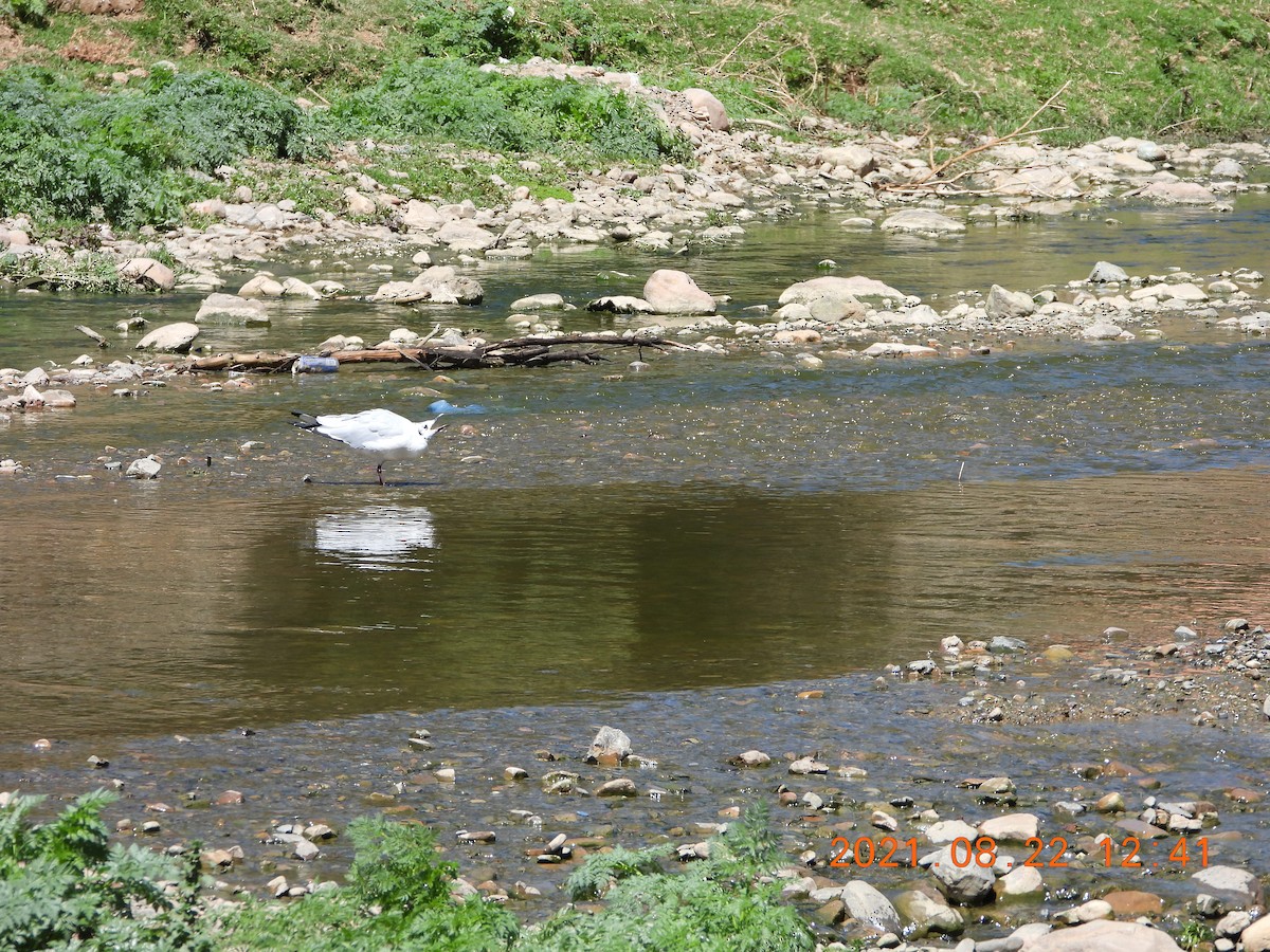 Andean Gull - ML363515681