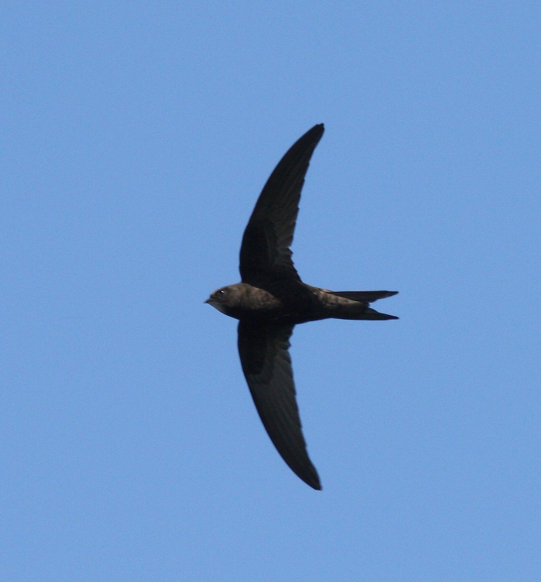 Common Swift - ML36351571