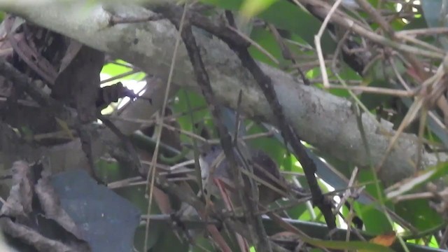 Spotted Bamboowren - ML363516131