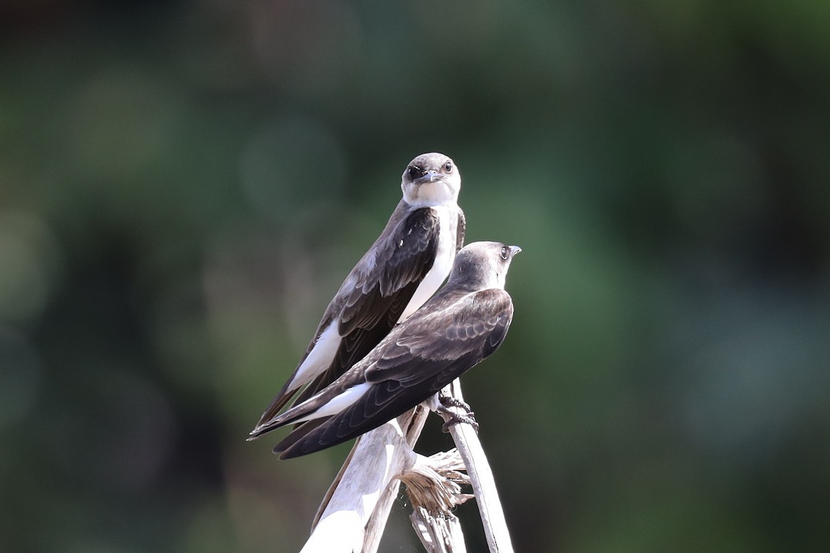 Brown-chested Martin - ML363516211