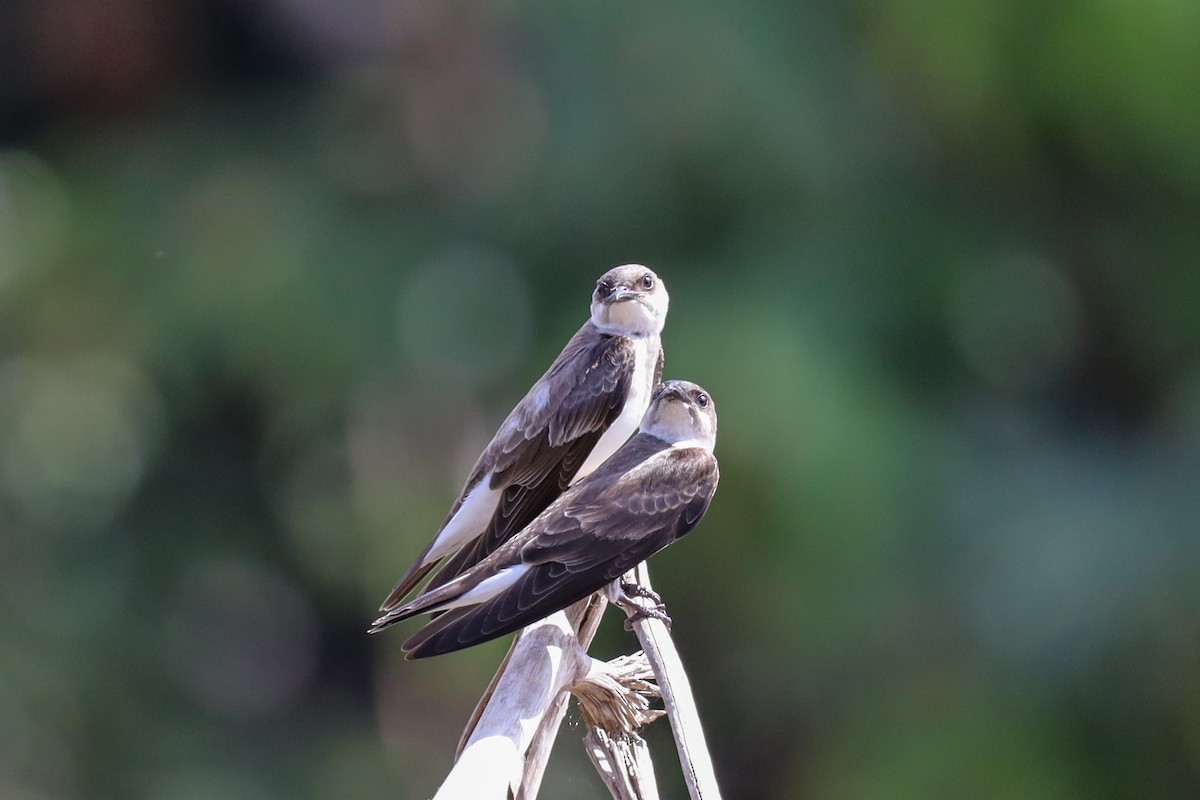 Brown-chested Martin - ML363516221