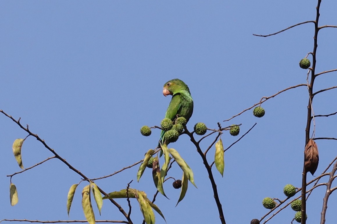 Cobalt-winged Parakeet - Ian Thompson