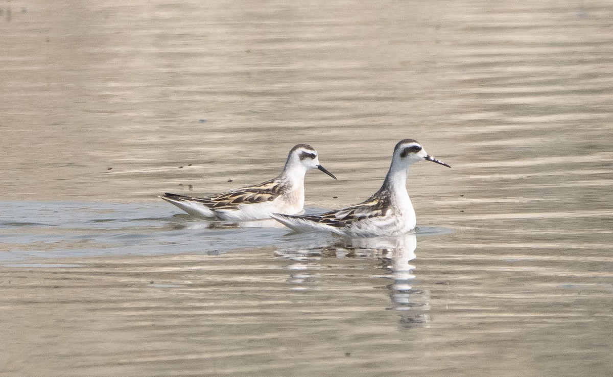 svømmesnipe - ML363516351