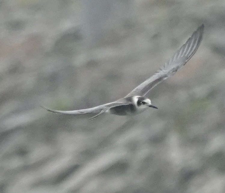 Black Tern - Jeanne-Marie Maher