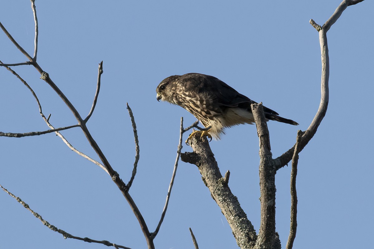 Підсоколик малий - ML363523621