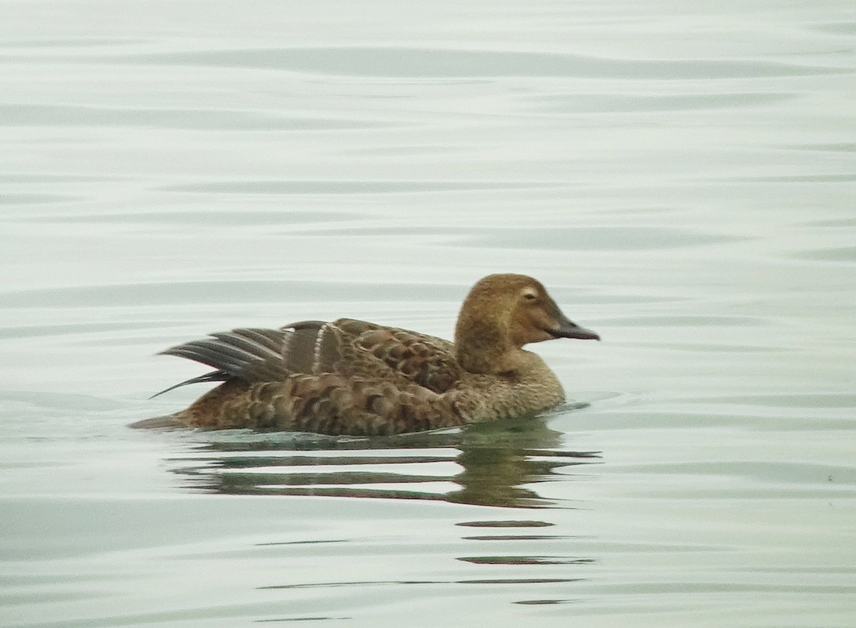 King Eider - Richard Smethurst