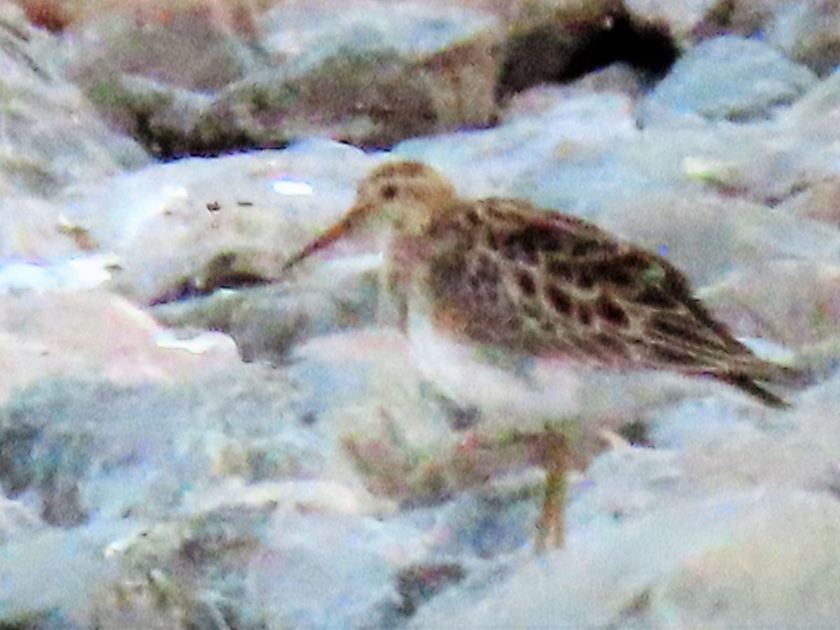 Pectoral Sandpiper - ML363523971