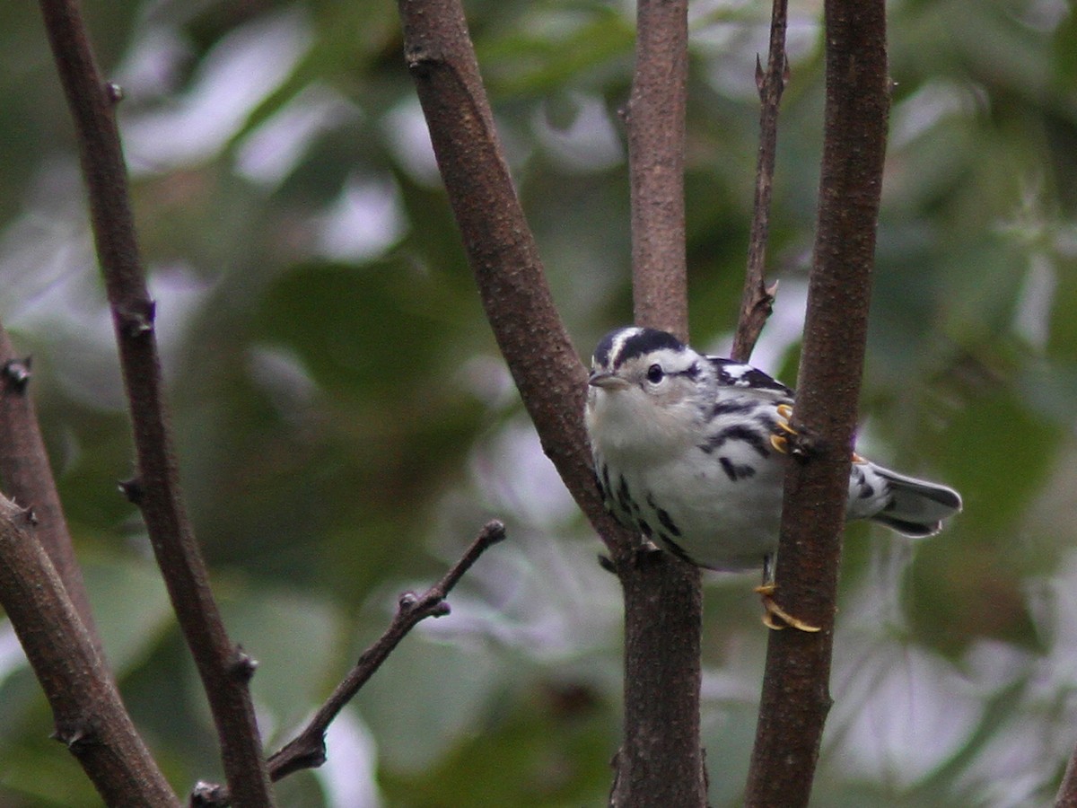 Black-and-white Warbler - ML36352711