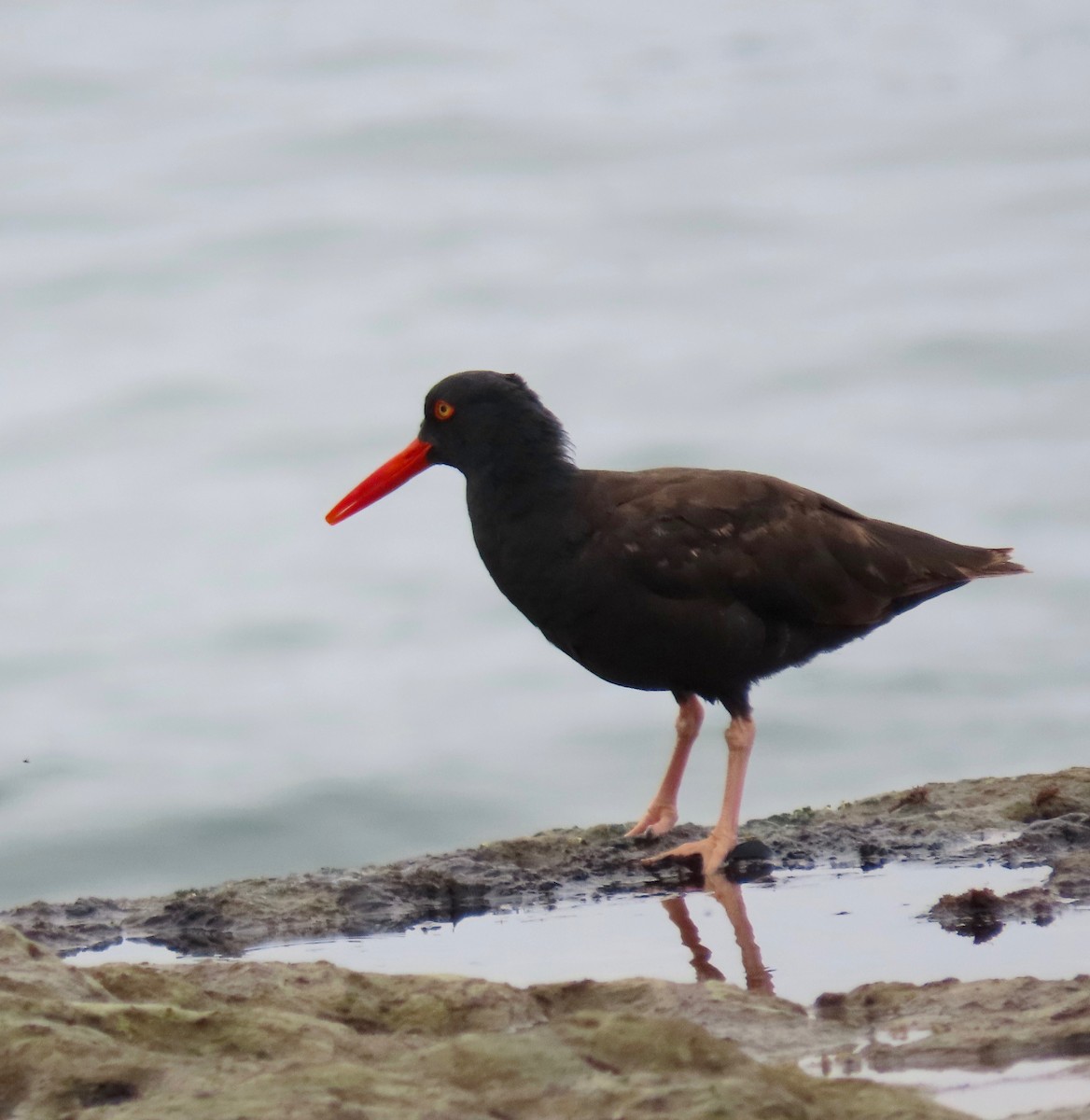 Black Oystercatcher - Earl Lebow