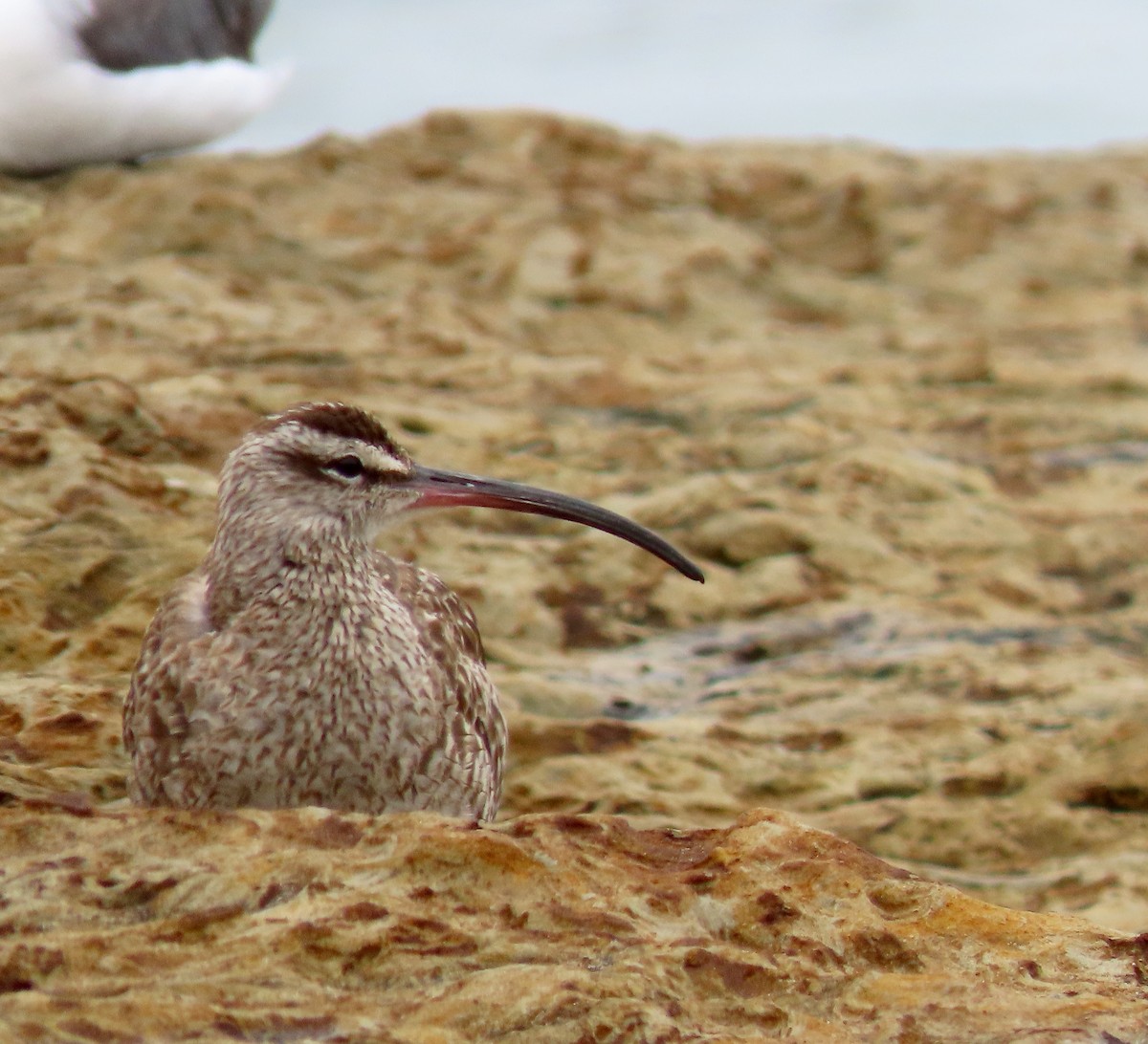 Whimbrel - Earl Lebow