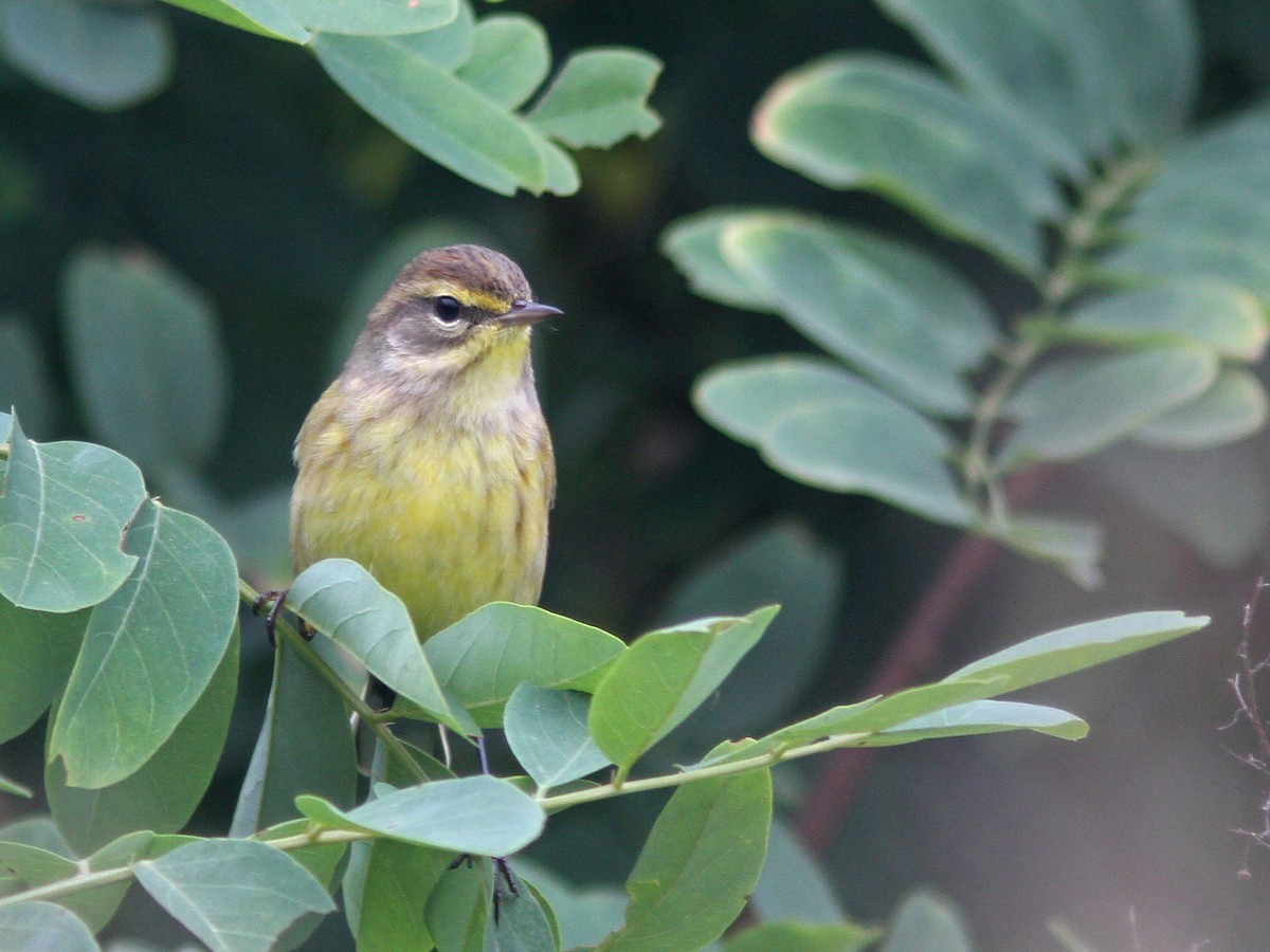 Palm Warbler (Yellow) - Larry Therrien