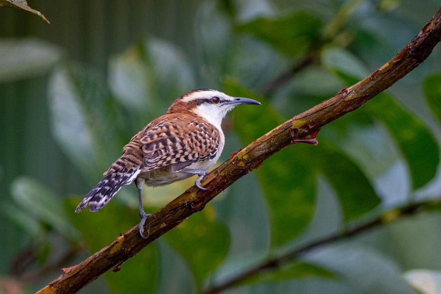 Rufous-naped Wren - ML363528361