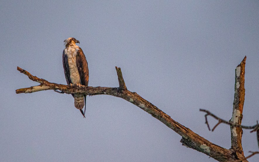 Osprey - ML363528741