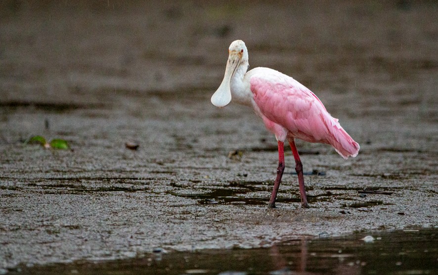 Roseate Spoonbill - ML363528781