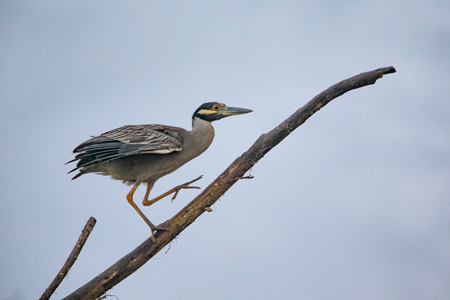 Yellow-crowned Night Heron - ML363528791