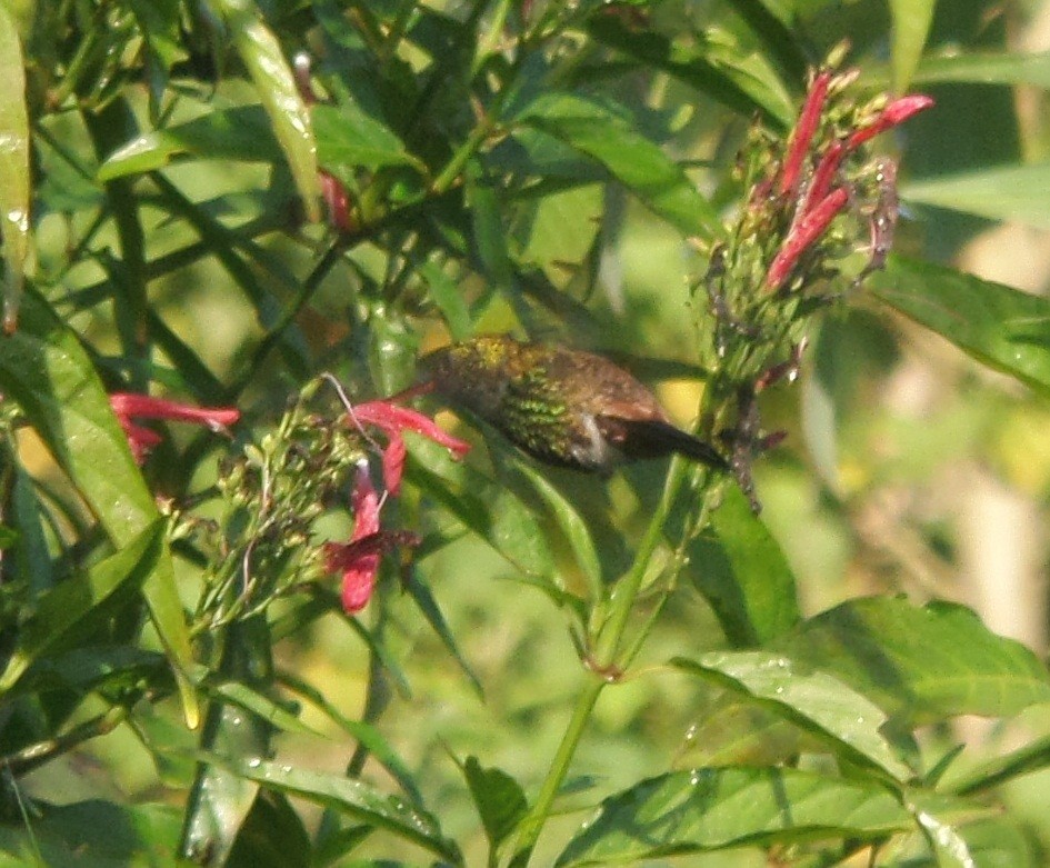 kolibřík měděnořitý - ML363529341