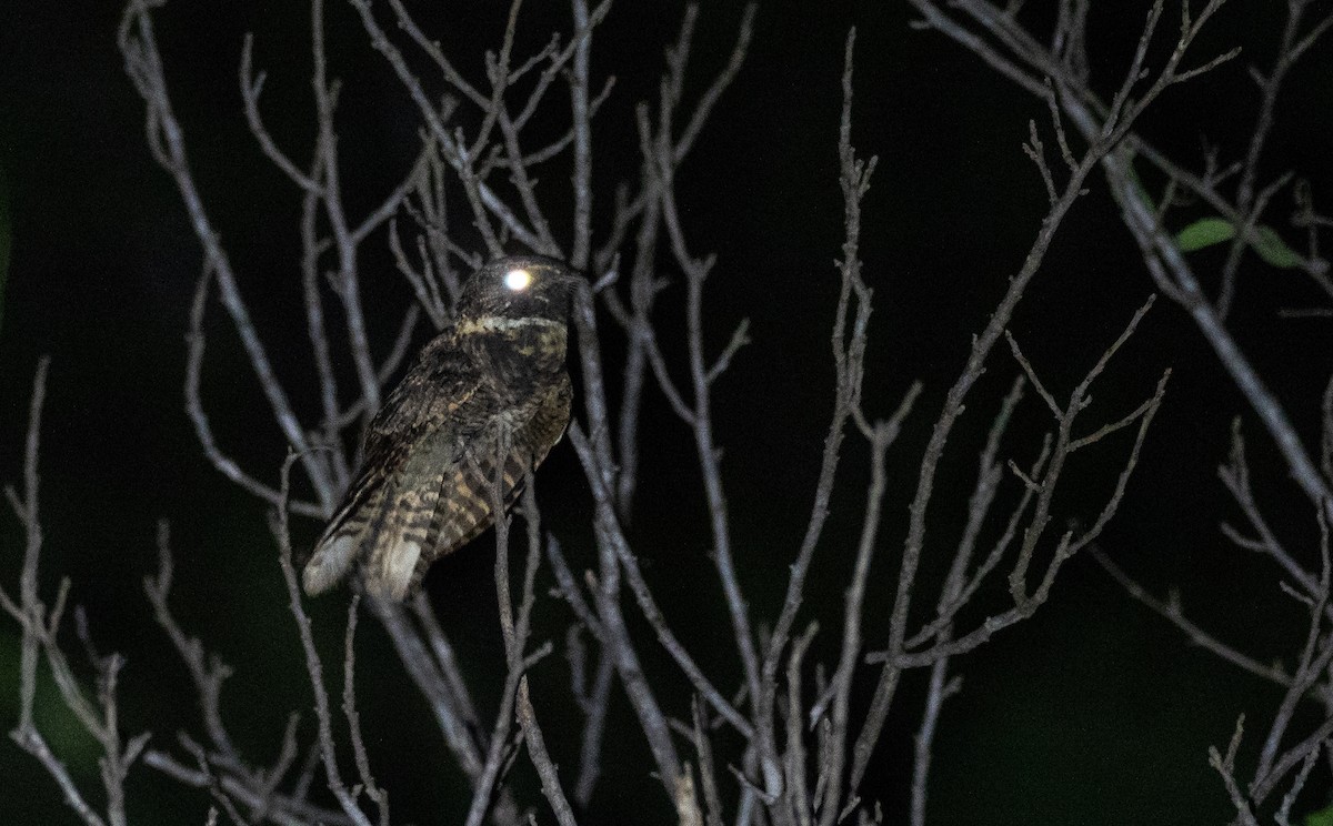 Buff-collared Nightjar - Forest Botial-Jarvis
