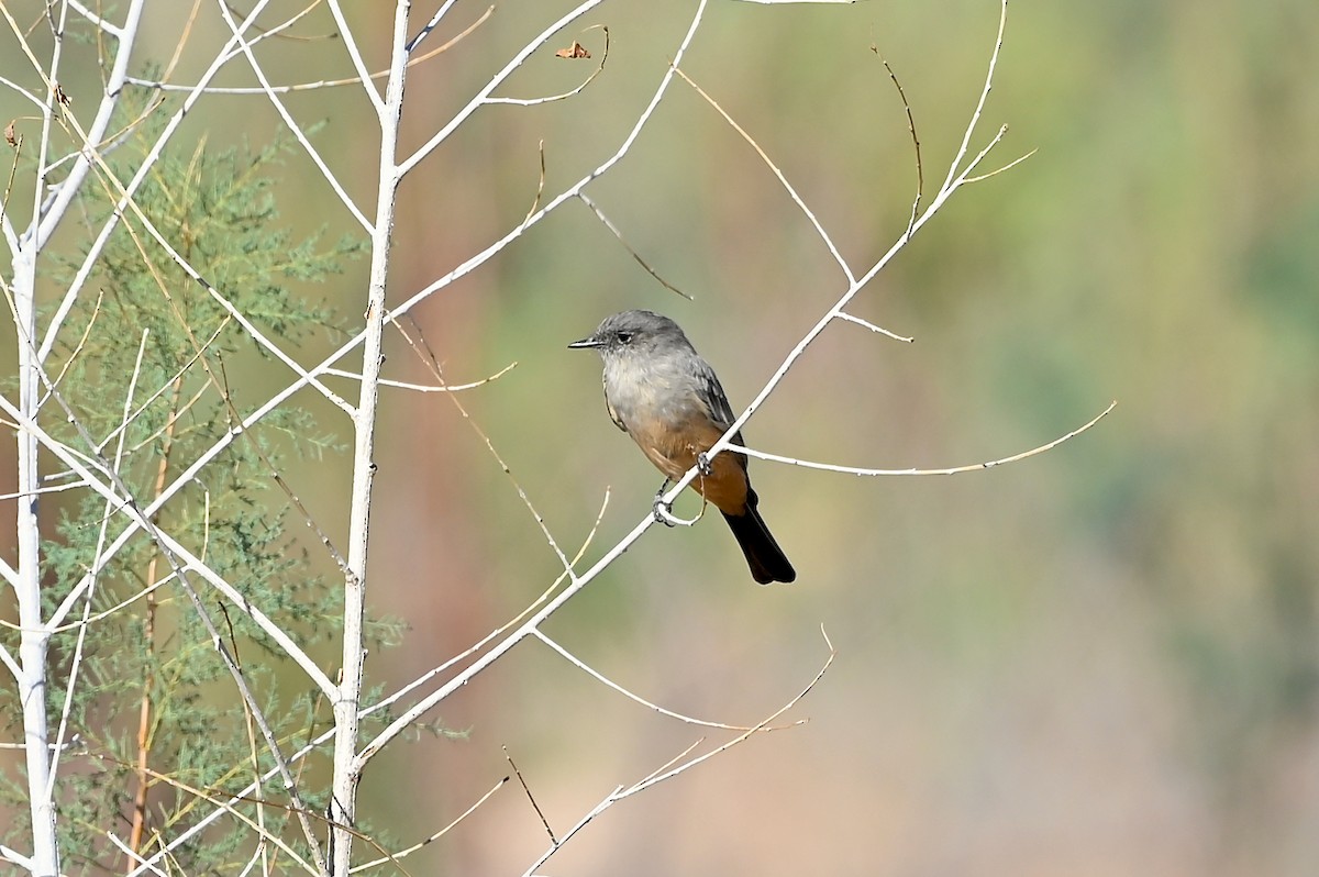 Say's Phoebe - ML363530231