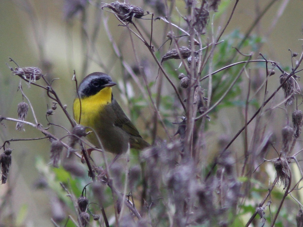 Common Yellowthroat - ML36353041