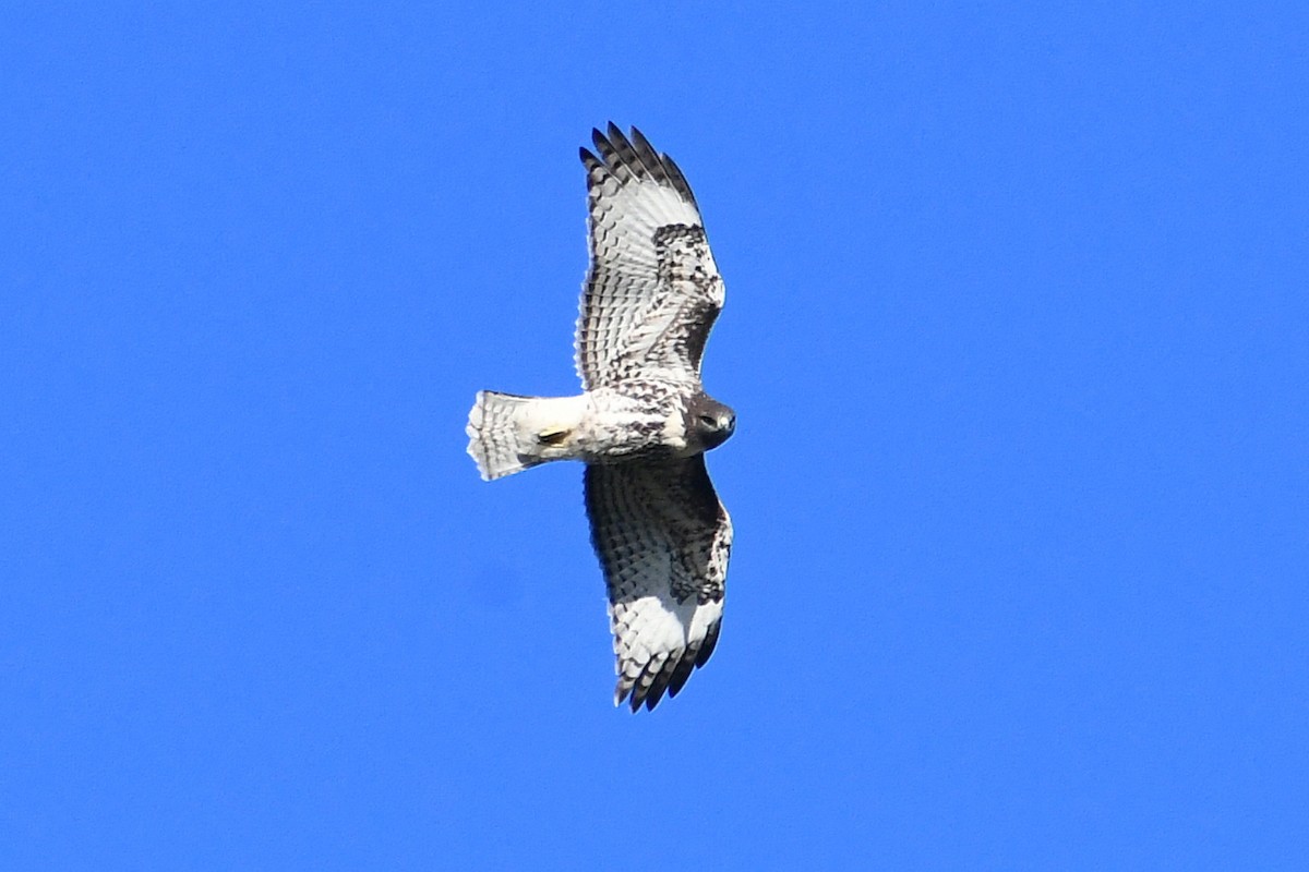 Red-tailed Hawk - ML363530421