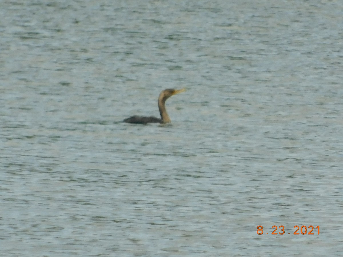 Double-crested Cormorant - ML363530451