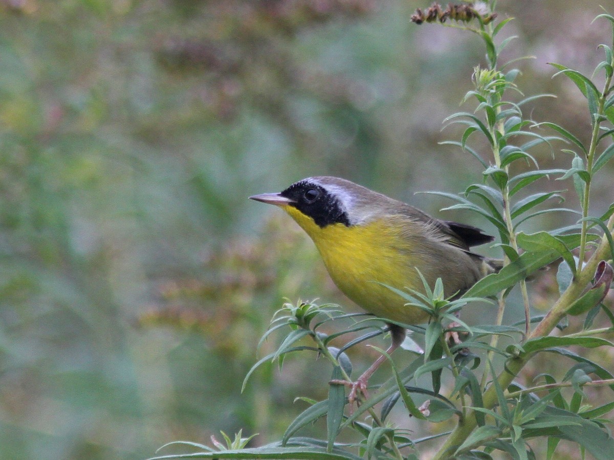 Common Yellowthroat - ML36353061