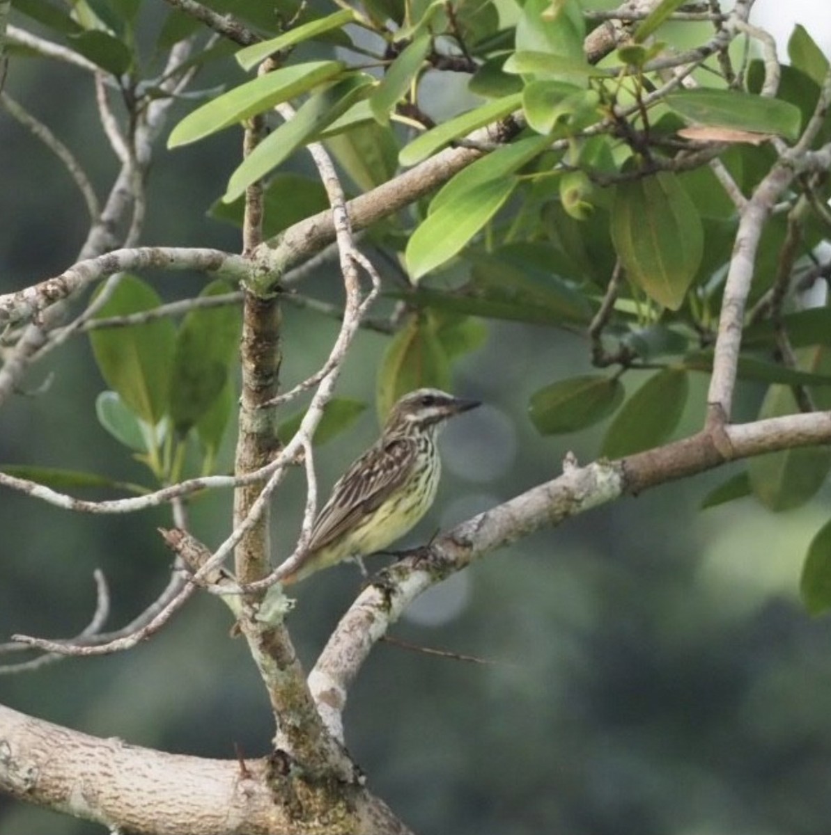 Sulphur-bellied Flycatcher - ML363530881