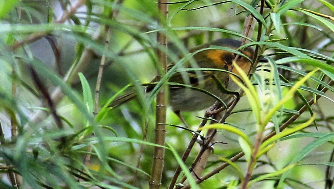 Ochre-faced Tody-Flycatcher - João Henrique Dittmar Filho